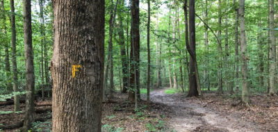 Institute Lands & Princeton Battlefield