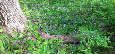 Bowmans Hill Wildflower Preserve