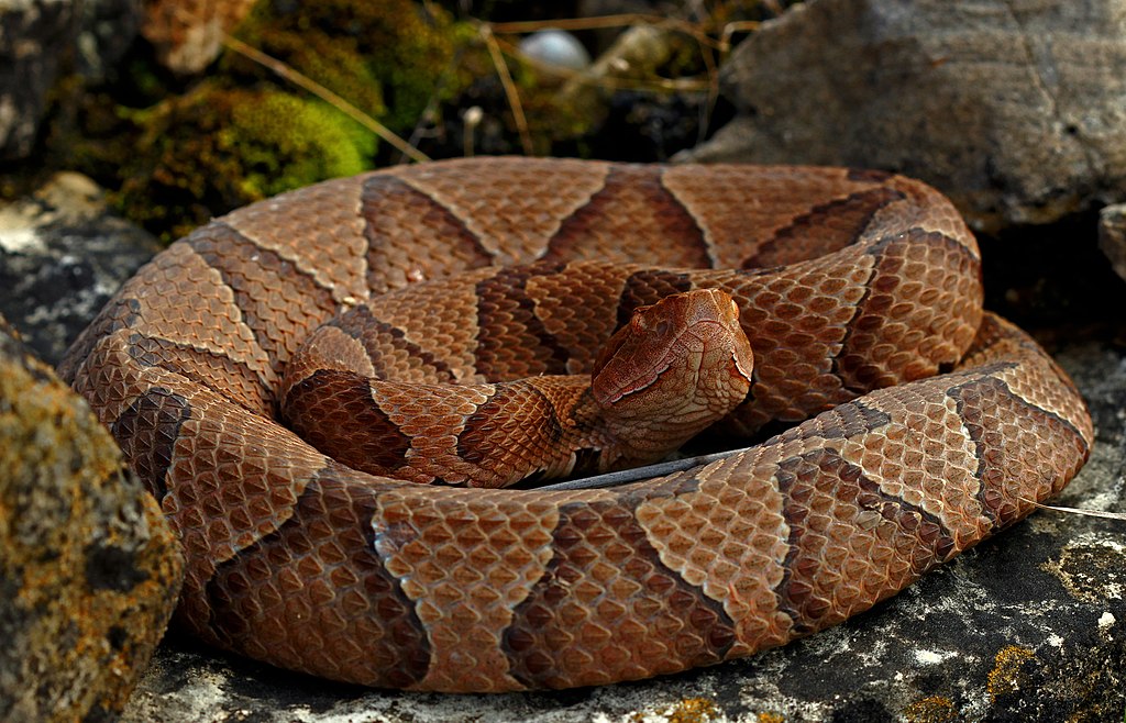 Copperhead.  Image from wikipedia commons, licensed under a creative commons license.