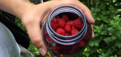 Berry Picking in Local Parks